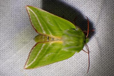 <i>Pseudoips prasinanus</i>