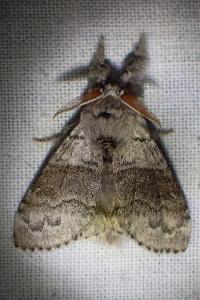 <i>Calliteara pudibunda</i>