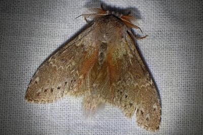 <i>Stauropus fagi</i>