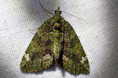 <i>Chloroclysta siterata</i>