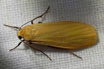 <i>Wittia sororcula</i>