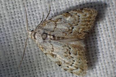 <i>Nola confusalis</i>