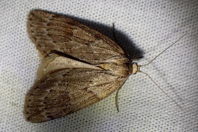 <i>Pachycnemia hippocastanaria</i>