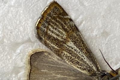 <i>Thisanotia chrysonuchella</i>