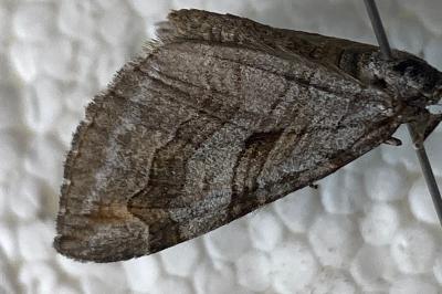 <i>Aplocera efformata</i>