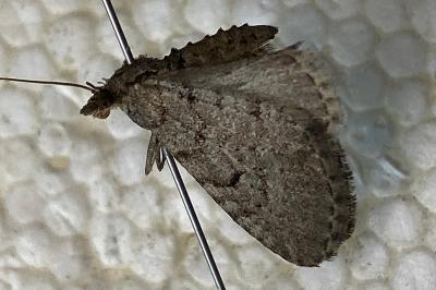 <i>Eupithecia intricata</i>