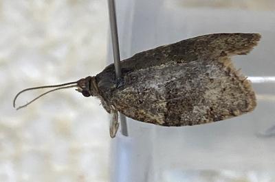 <i>Syndemis musculana</i>