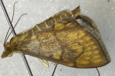 <i>Anania verbascalis</i>