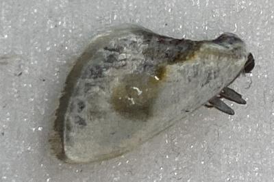 <i>Cilix glaucata</i>