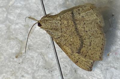 <i>Cyclophora ruficiliaria</i>