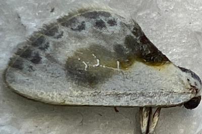 <i>Cilix glaucata</i>
