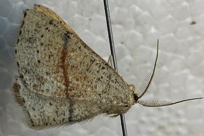 <i>Cyclophora punctaria</i>