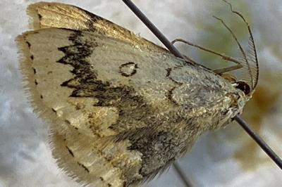 <i>Cyclophora annularia</i>