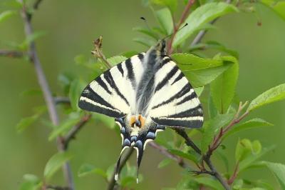 <i>Iphiclides podalirius</i>