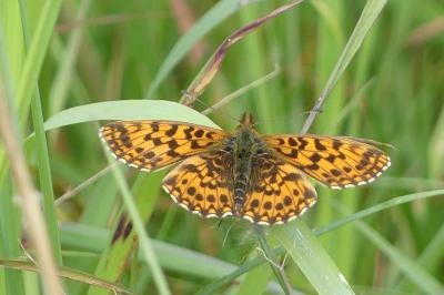 <i>Boloria dia</i>