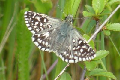 <i>Pyrgus malvae</i>