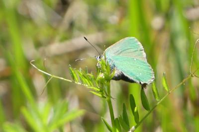 <i>Callophrys rubi</i>
