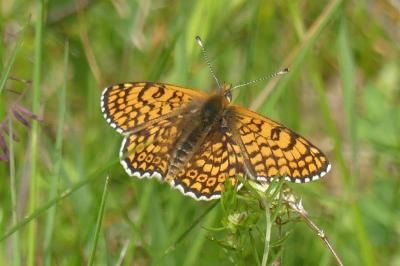 <i>Melitaea cinxia</i>