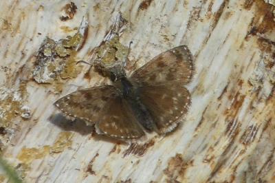 <i>Erynnis tages</i>