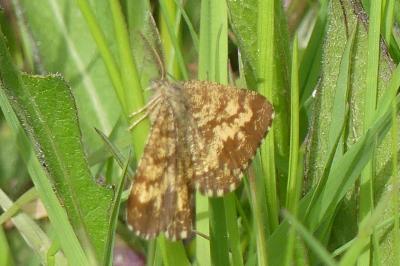 <i>Ematurga atomaria</i>