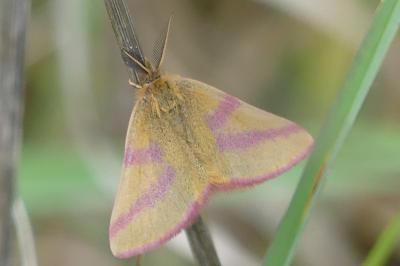 <i>Lythria purpuraria</i>