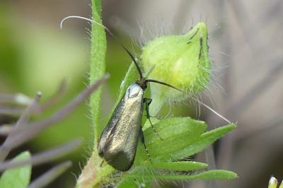 <i>Adela reaumurella</i>