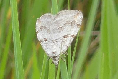 <i>Aplocera efformata/plagiata</i>