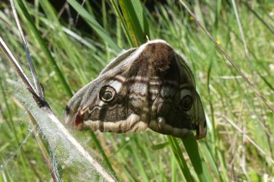 <i>Saturnia pavonia</i>