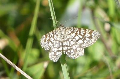 <i>Chiasmia clathrata</i>