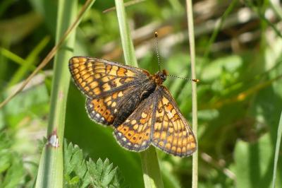 <i>Euphydryas aurinia</i>