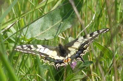 <i>Papilio machaon</i>