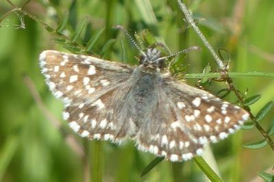 <i>Pyrgus malvae</i>