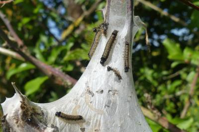 <i>Malacosoma neustria</i>