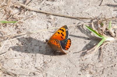 <i>Lycaena phlaeas</i>