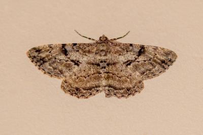 <i>Peribatodes rhomboidaria</i>