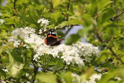 <i>Vanessa atalanta</i>