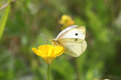 <i>Pieris rapae</i>
