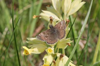 <i>Erynnis tages</i>