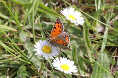 <i>Lycaena phlaeas</i>