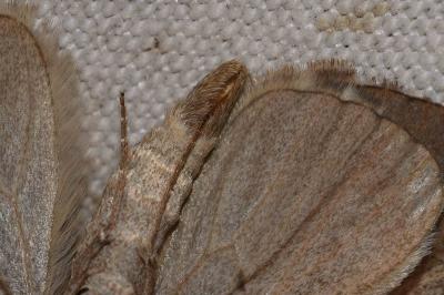 <i>Aplocera plagiata</i>