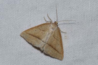 <i>Petrophora chlorosata</i>