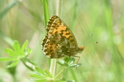 <i>Boloria dia</i>