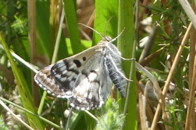 <i>Euclidia mi</i>