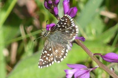 <i>Pyrgus malvae</i>