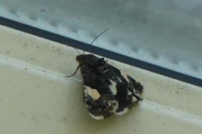 <i>Tyta luctuosa</i>