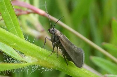 <i>Glyphipterix fuscoviridella</i>