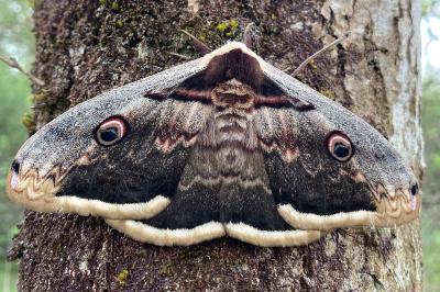 <i>Saturnia pyri</i>