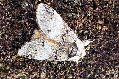 <i>Drymonia dodonaea</i>