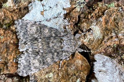 <i>Acronicta megacephala</i>