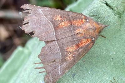 <i>Scoliopteryx libatrix</i>